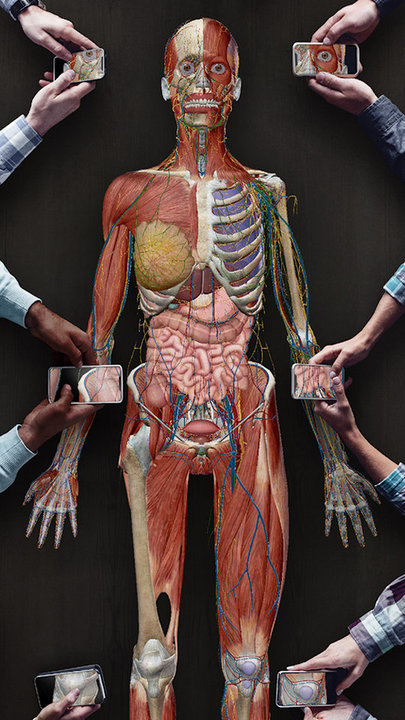 3D人体解剖