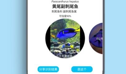 看鱼