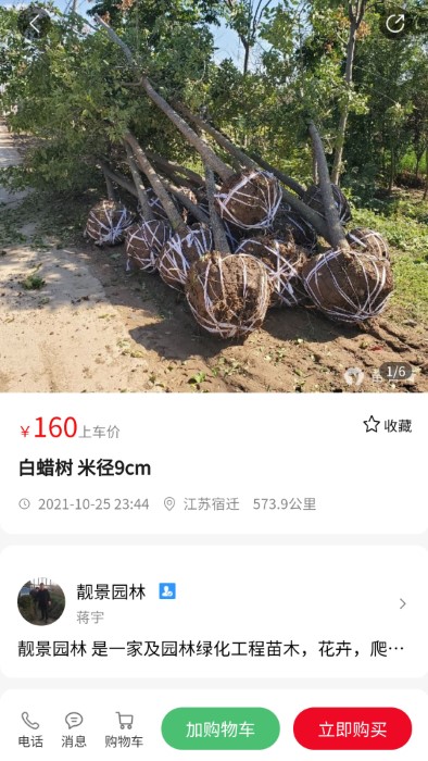 苗青青