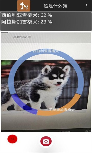 这是什么狗拍照识别软件