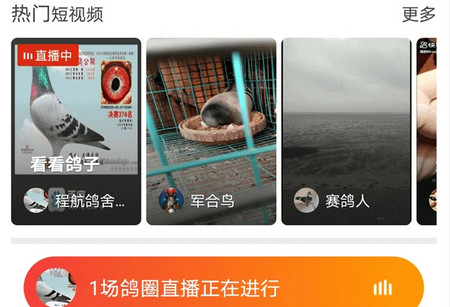 中国信鸽信息网