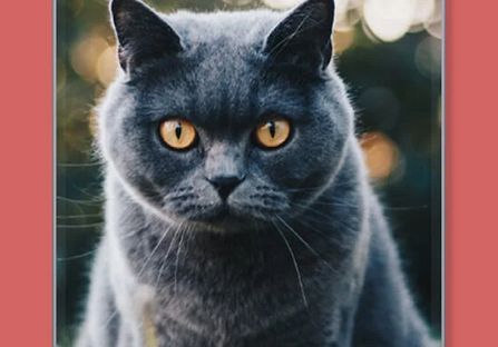 猫咪鉴定器